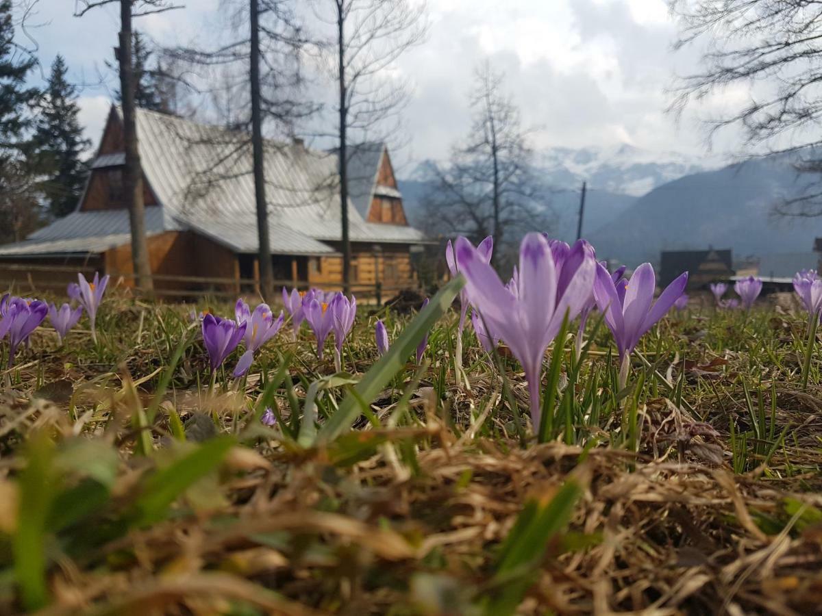 Apartament Sielanka, Basen コシチェリスコ エクステリア 写真